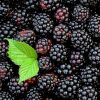 Key Vape Blackberry Concentrates