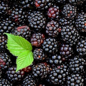 Key Vape Blackberry Concentrates