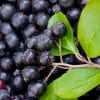 Key Vape Blackcurrant Concentrate