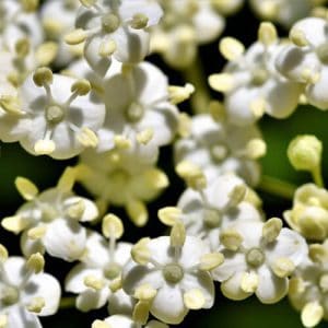 Key Vape Elder Flower Concentrate