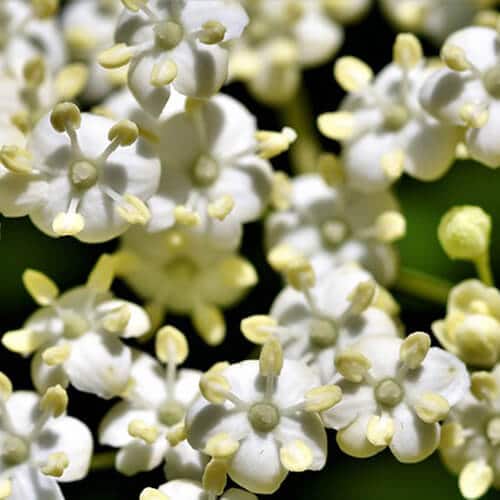 Key Vape Elder Flower Concentrate