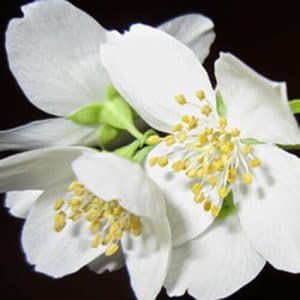 Jasmine Concentrate