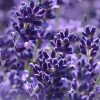 Key Vape Lavender Concentrate