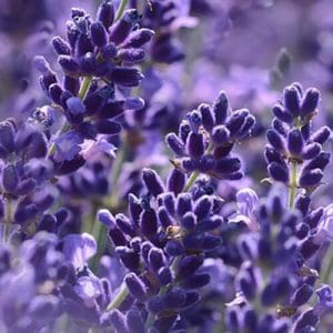 Key Vape Lavender Concentrate