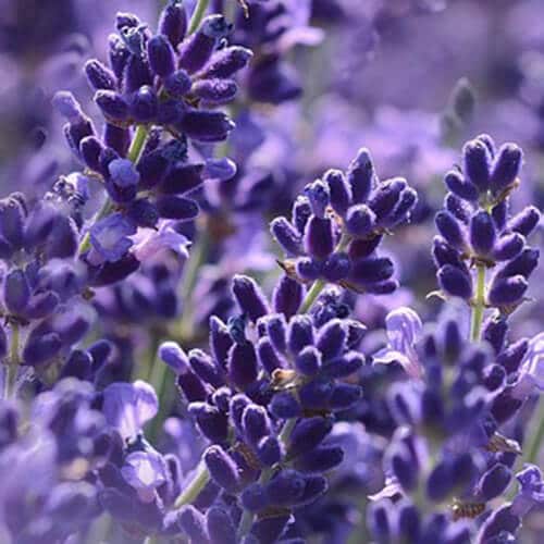Key Vape Lavender Concentrate