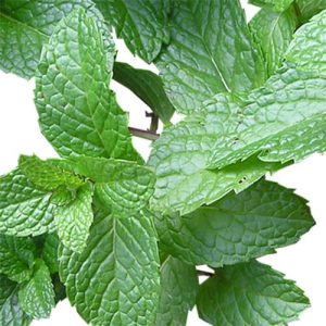 Key Vape mint Concentrate