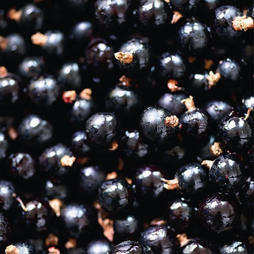 Key Vape Cool Blackcurrant Concentrate