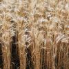Key Vape wheat concentrate
