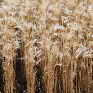Key Vape wheat concentrate